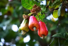 Plante sélectionnée d'Anacardier (Ardéchoise)