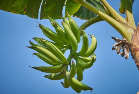 Banane plantain