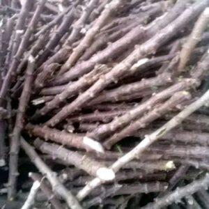 Bouture manioc rouge
