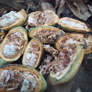 Cabosse Cacao