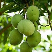 Mangue (Dame, palmer, sauvage)