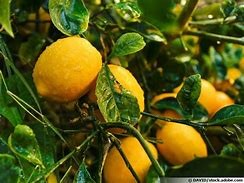 Citron (Citronier meyer)