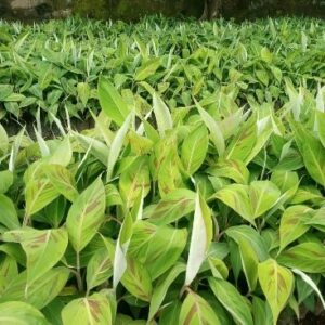 Pif et rejet de bananier plantain (batard, big ebanga, French et mbouroukou)