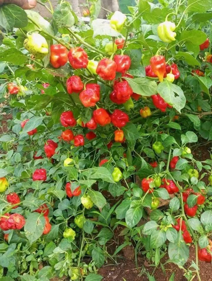 Piment