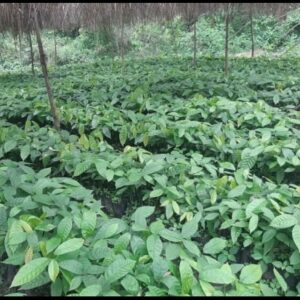 Plantes Cacao