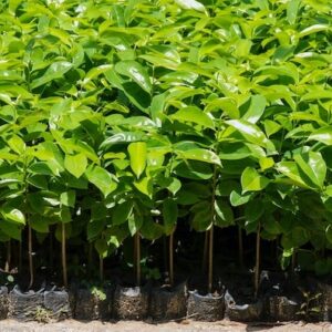 Plantes de Corossol