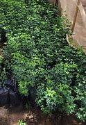 Plantes de campêche