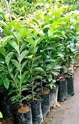 Plantes de goyavier (rouge, blanc, hollandaise)