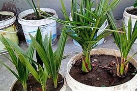 Plantes de palmier variété F1 (Tenera, palmer)