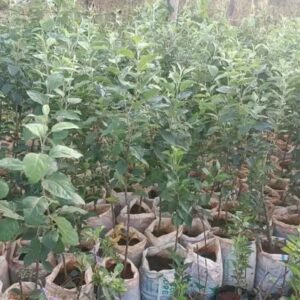 Plante de pomme de France (Golden et Gala)