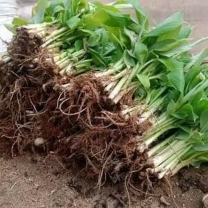 Plantules bananier plantain