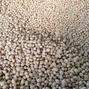 Soja Gros Grains