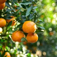 Orange (Pineaple et tangelo)