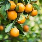 Orange (Valencia et Thomson)