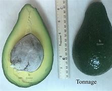 Avocat (Hickson, Both7, Anaheim, Tonnage, Taylor)