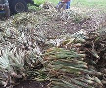 Bouture d’ananas (Cayenne et spanich)